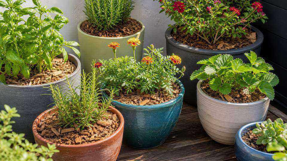 Several container plants grouped together with mulch on the soil surface in bright outdoor light